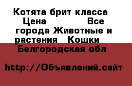 Котята брит класса › Цена ­ 20 000 - Все города Животные и растения » Кошки   . Белгородская обл.